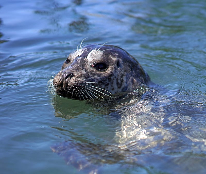 oceanbiodiversity13